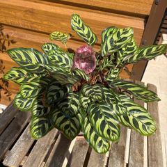 Peacock House Plant