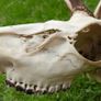 Real Naturally Fallow Deer Antlers On A Skull (trophy Taxidermy) Image 10