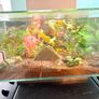 Fluval 23L fish tank Image 3