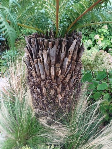 4ft dicksonia Antartica tree fern