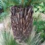 4ft dicksonia Antarctica tree fern Image 10