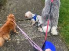 Dog home boarding Image 10