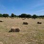 Top quality Square hay bales Hollymount claremorri Image 2