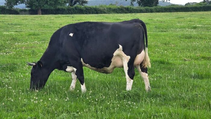 First calved dairy heifers