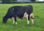 First calved dairy heifers