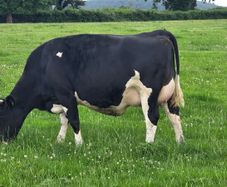 First calved dairy heifers