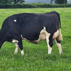 First calved dairy heifers