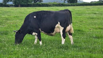 First calved dairy heifers