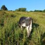 In calf heifers Image 8