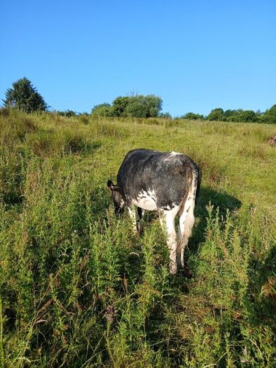 In calf heifers