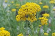 Yellow Ageratum seeds