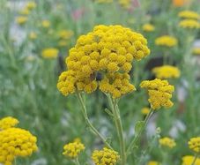 Yellow Ageratum seeds