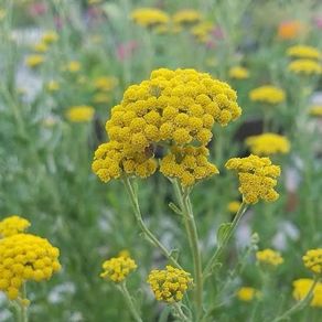 Yellow Ageratum seeds