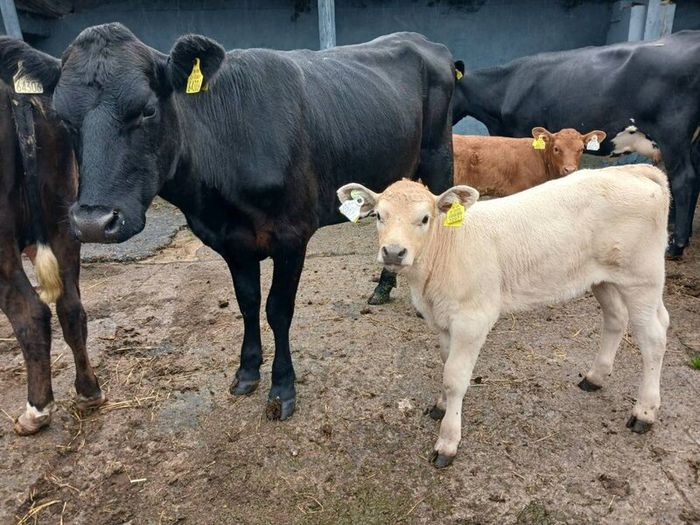 6 AAx first calvers