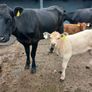 6 AAx first calvers Image 2
