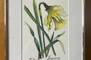 Picture / painting   Daffodile