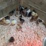 Day old chicks and ducklings Image 2