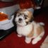 pazi11