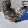 bantam hen Image 2