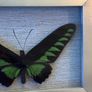 Real Preserved Trogonoptera Brookiana Butterfly Image 2