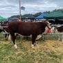 Cattle Image 3