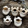 One Jumbo Ethically Sourced Bone Spine Vertebrae Dreadlock Bead Image 3