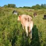 In calf heifers Image 5