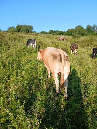 In calf heifers