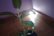 Mother of Millions