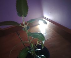 Mother of Millions