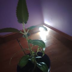 Mother of Millions