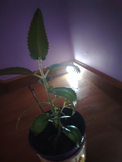 Mother of Millions