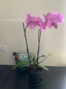 Orchid Plant