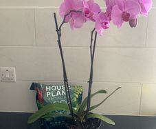 Orchid Plant