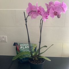 Orchid Plant