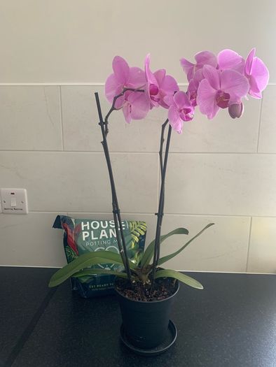 Orchid Plant