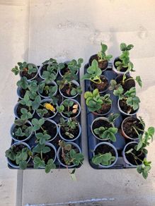 strawberry plants 1 euro each.