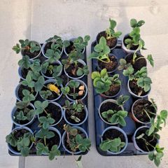 strawberry plants 1 euro each.