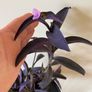 Houseplant Tradescantia Purple Queen Plant Image 2