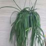 Bolivian Rhipsallis or Forest Cactus Image 2
