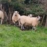 Brockie rams Image 9