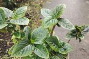 plant