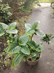 plant