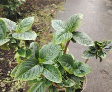 Plant