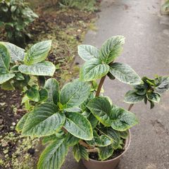 Plant