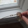 Gucci sun glasses Image 2