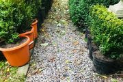 Box hedging (bushy)