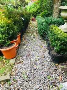 Box hedging (bushy)