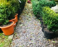 Box hedging (bushy)