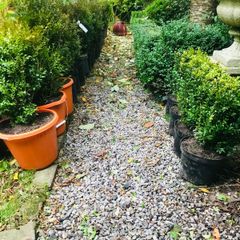 Box hedging (bushy)